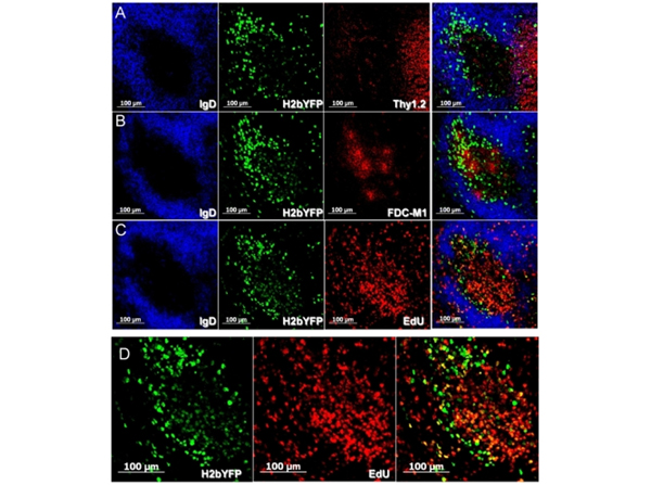 Immunofluorescence using GFP FITC